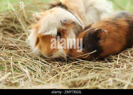 Süße lustige Meerschweinchen und Heu draußen, Nahaufnahme Stockfoto