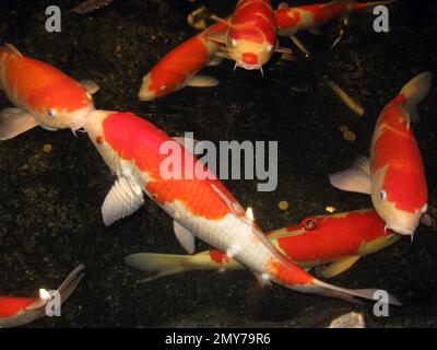 Teich-Koi-Karpfen in Japan Stockfoto