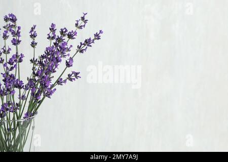 Wunderschöne Lavendelblumen in Glasvase auf hellem Hintergrund, Nahaufnahme. Platz für Text Stockfoto