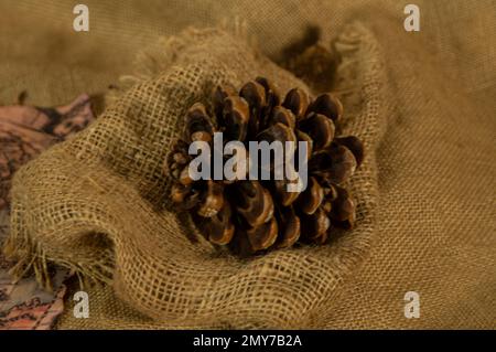 Tote Vegetation eines Kiefernkegels auf dem Sack. Stockfoto