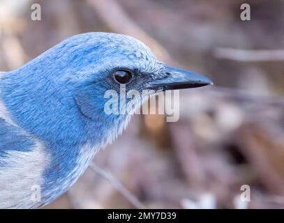 Ein florida Peeling jay, hoch oben auf einem Ast auf der Suche nach Essen. Stockfoto
