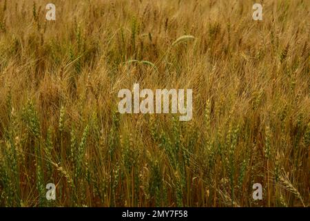 Grüne Reifesalmen aus Weizen, gemischt mit reiferen Ernten, die Anfang August unter der Sonne im Westen von North Dakota wachsen. Stockfoto
