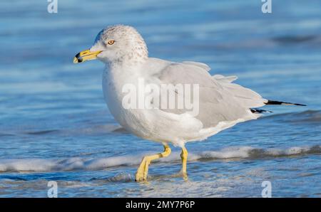 Ringmöwe waten durch das Meerwasser, während es auf den Strand gespült wird. Stockfoto