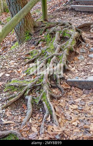 Freiliegende Baumwurzeln mit Moos, das im Winter auf den Stufen eines Wanderwegs im Wald wächst, mit dem Baum umgeben von den umgefallenen Blättern Stockfoto