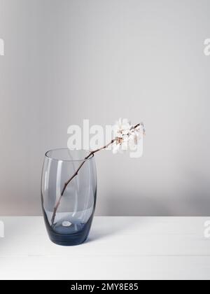 Aprikosenbaum-Ast mit Blumen im Glas. Einfaches Frühlingsstille auf weißem Hintergrund Stockfoto