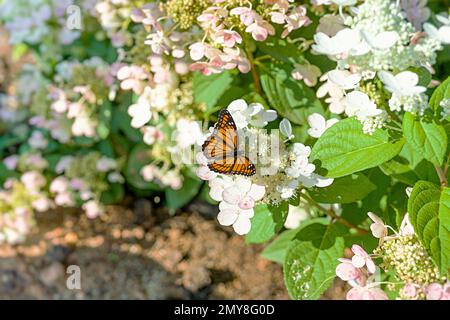 Wunderschöner Vizekönig-Schmetterling auf Hortensien-Blumen in einem Herbstgarten. Stockfoto