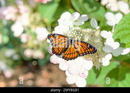 Wunderschöner Vizekönig-Schmetterling auf Hortensien-Blumen in einem Herbstgarten. Stockfoto