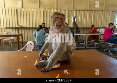 Bangalore, Indien. 09.01.2023 - Affe isst Mandarin, gestohlen auf dem Tisch im Speisesaal. Fotos in hoher Qualität Stockfoto