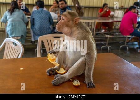 Bangalore, Indien. 09.01.2023 - Affe isst Mandarin, gestohlen auf dem Tisch im Speisesaal. Fotos in hoher Qualität Stockfoto