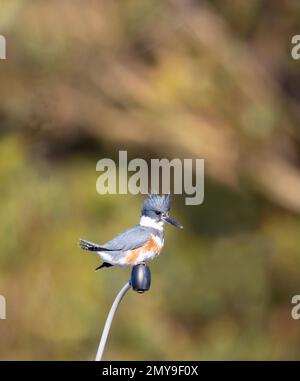 Eine geborene Kingfisher-Frau, hoch oben auf dem Bootsmast Stockfoto