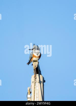 Eine geborene Kingfisher-Frau, hoch oben auf dem Bootsmast Stockfoto