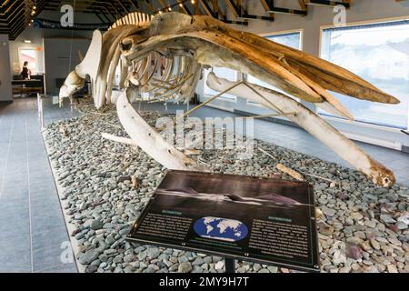 Buckelwal-Skelett im King's Point Buckelwal Pavilion, Neufundland, Kanada. Stockfoto