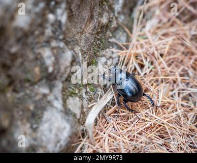 Bergkiefer im Bucegi Gebirge, Rumänien. Stockfoto