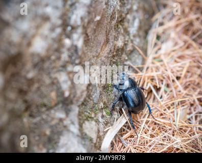 Bergkiefer im Bucegi Gebirge, Rumänien. Stockfoto