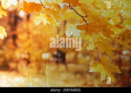 Wunderschöner Herbstpark an regnerischen Tagen, Blick durch das Fenster Stockfoto