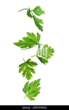 Grüne Petersilienblätter auf weißem Hintergrund Stockfoto