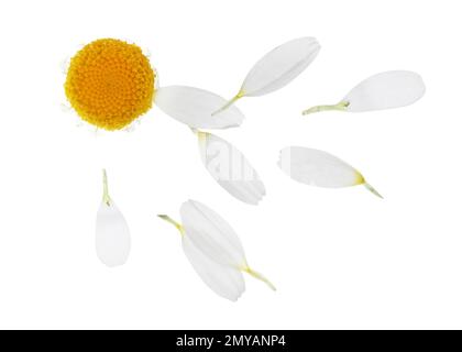Kamillenblüte mit Blütenblättern auf weißem Hintergrund Stockfoto