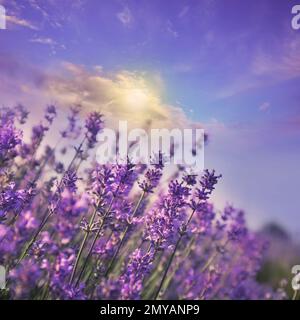 Schöner Himmel über Lavendelblumen an sonnigen Tagen Stockfoto