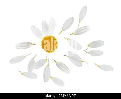 Kamillenblüte mit Blütenblättern auf weißem Hintergrund Stockfoto