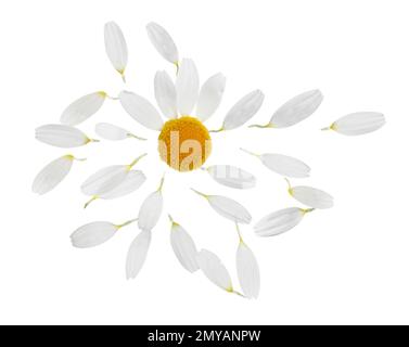 Kamillenblüte mit Blütenblättern auf weißem Hintergrund Stockfoto
