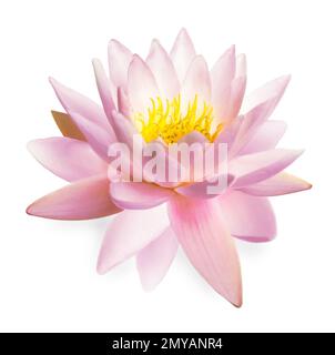 Wunderschöne rosa Lotusblume isoliert auf Weiß Stockfoto