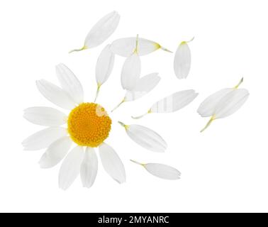 Kamillenblüte mit Blütenblättern auf weißem Hintergrund Stockfoto