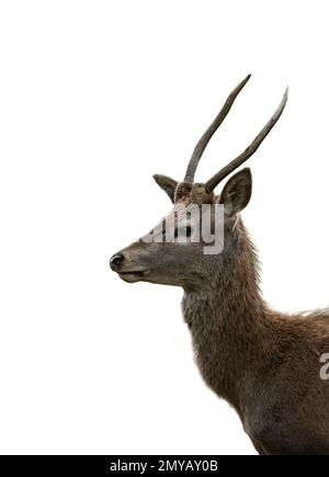 Hirschkopf und Walfänger isoliert auf weiß Stockfoto