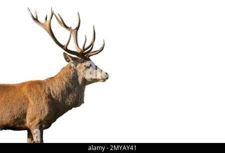 Nahaufnahme von einem Rothirsch Hirsch vor einem weißen Hintergrund Stockfoto