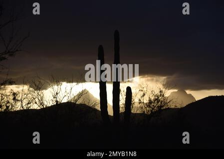 Großformatiges Panorama eines wunderschönen Baja, Mexikos Wüsten-Sonnenuntergangs mit Sturmwolken über den Bergen und Cardon Kaktus Silhouette im Vordergrund. Stockfoto