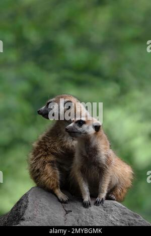 Zwei Erdmännchen oder Surfies, die zur Seite schauen, auf einem Stein sitzen, grüner, verschwommener Bokeh-Hintergrund, Kopierraum Stockfoto