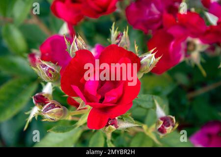 Nahaufnahme roter Rosen mit Knospen auf einem Rosenbusch Stockfoto