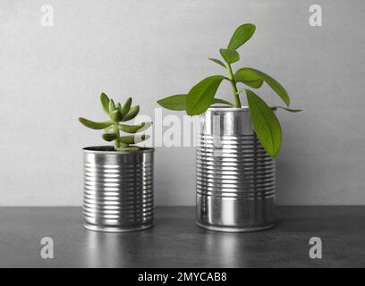 Wunderschöne Zimmerpflanzen in Blechdosen auf grauem Steintisch Stockfoto