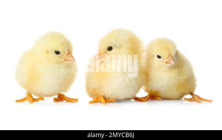 Süße flauschige Hühner auf weißem Hintergrund. Nutztiere Stockfoto