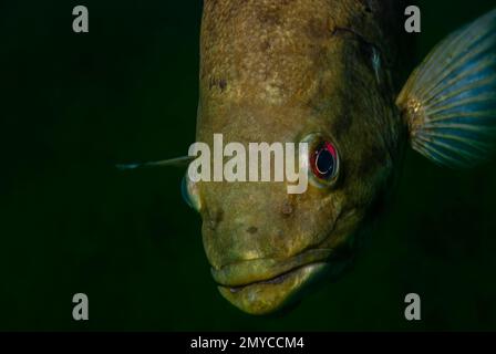 Nahaufnahme eines wilden Largemouth Barsches, der in einem Binnensee von Michigan schwimmt. Micropterus salmoides Stockfoto