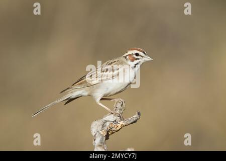 Lark Sparrow, Chondestes grammacus, hoch oben auf dem Ast. Stockfoto