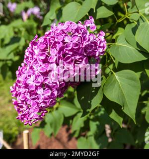 Natürlicher Sommerhintergrund. Flieder im Garten. Quadratischer Rahmen Stockfoto