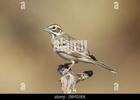 Lark Sparrow, Chondestes grammacus, auf Flechten-bedecktem Barsch. Stockfoto