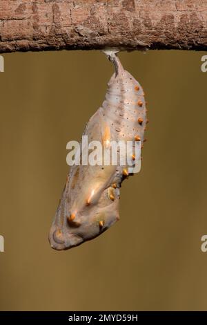 2 Tage alte Chrysalis, Vanessa cardui, Nymphalidae. Länge 22 mm. Wie 12040061-12040072, auf 4-13-12, 12040086-12040089, auf 4- Stockfoto