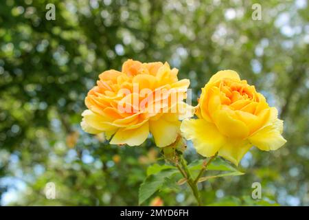 Rosenkultivar mit gelbem Strauß, Rosa Golden Celebration Stockfoto