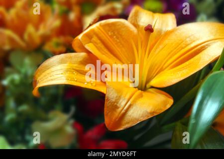 Orangenlilie (Lilium bulbiferum) oder Feuerlilie Stockfoto