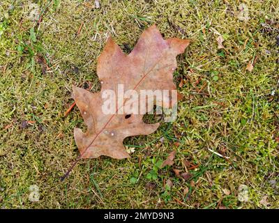 Trockenes Eichenblatt, das im Herbst auf dem Boden liegt. Quebec, Kanada Stockfoto