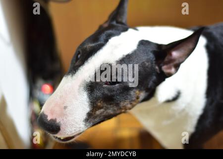 Schwarz-weißer Bullenterrier mit halboffenem Maul Stockfoto