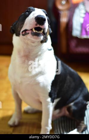 Schwarz-weißer Bullenterrier mit halboffenem Maul Stockfoto
