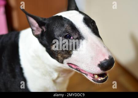Schwarz-weißer Bullenterrier mit halboffenem Maul Stockfoto