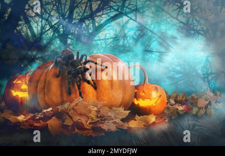 Gruselige Jack O Lantern Kürbisse und gruselige Spinne umgeben von mystischem Nebel bei Vollmond an Halloween Stockfoto
