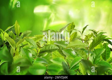Teeplantage. Pflanzen mit frischen grünen Blättern, Nahaufnahme Stockfoto