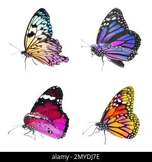 Sammlung von erstaunlichen hellen Schmetterlingen, isoliert auf Weiß Stockfoto