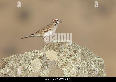 Lark Sparrow, Chondestes grammacus, hoch oben auf Flechten bedecktem Fels. Stockfoto