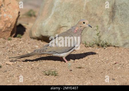 Trauernde Taube, Zenaida macroura, auf dem Boden. Stockfoto