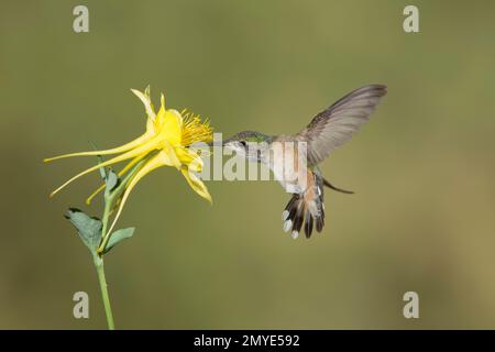 Calliope Hummingbird weiblich, Stellula Calliope, Fütterung an gelber Kolumbine, Aquilegia Chrysantha. Stockfoto